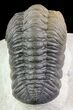 Beautiful, Austerops Trilobite - Ofaten, Morocco #75466-2